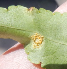 Puccinia bouvardiae
