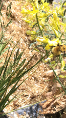 Bombus nevadensis