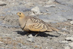 Pterocles exustus olivascens