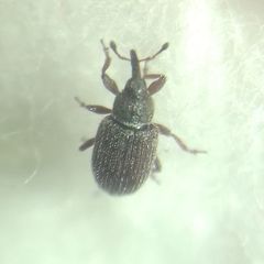 Curculionidae