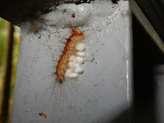 Lymantria xylina