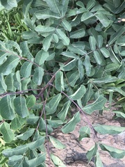 Sclerocarya birrea caffra