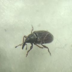 Curculionidae