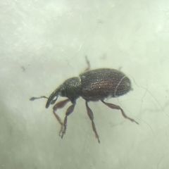 Curculionidae
