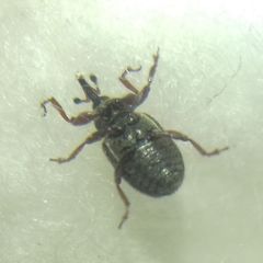 Curculionidae