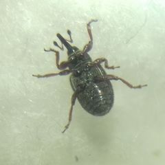 Curculionidae