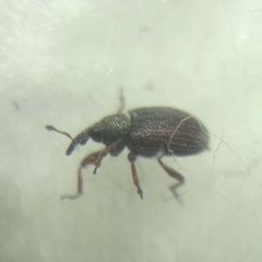 Curculionidae