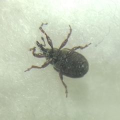 Curculionidae