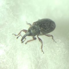 Curculionidae