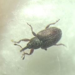 Curculionidae