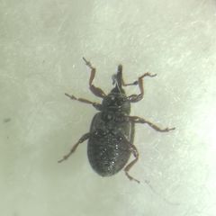 Curculionidae