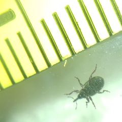 Curculionidae