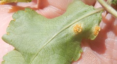 Puccinia bouvardiae