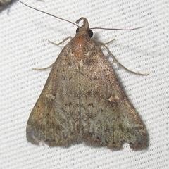 Hypenula cacuminalis