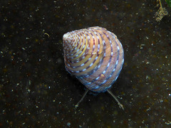 Calliostoma tricolor
