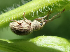 Calomycterus setarius