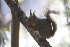 Japanese Squirrel photo 2