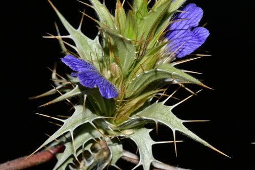 Blepharis obmitrata