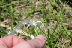 Rhynchospora colorata
