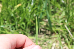 Rhynchospora colorata