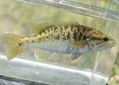Redeye Bass photo 3