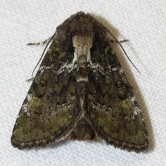Oligia chlorostigma