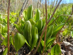Cypripedium acaule