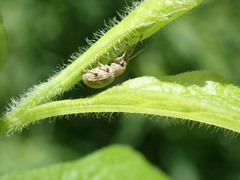Calomycterus setarius
