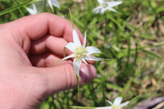 Rhynchospora colorata