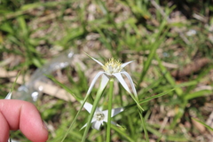 Rhynchospora colorata