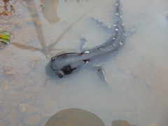 Ambystoma velasci