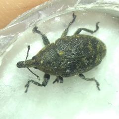 Larinus