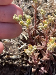Dudleya parva