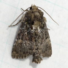 Oligia chlorostigma