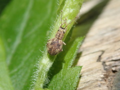 Calomycterus setarius