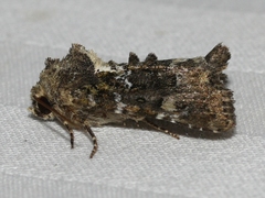 Oligia chlorostigma
