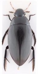 Hydrophilus insularis
