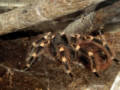 Acanthoscurria geniculata