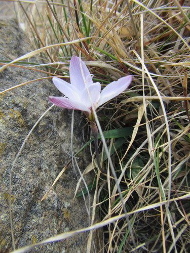 Hesperantha schelpeana image