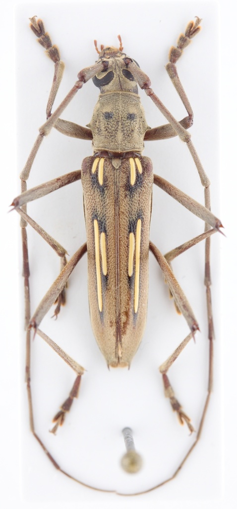 Coeleburia pseudostigma