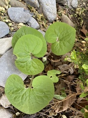 Asarum canadense