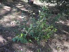 Ruscus