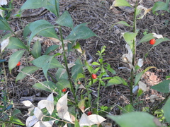 Ruscus
