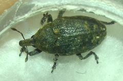 Larinus