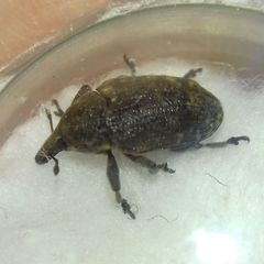 Larinus