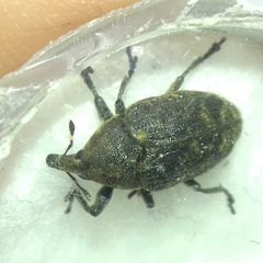 Larinus