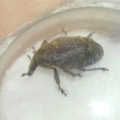 Larinus