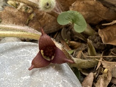 Asarum canadense