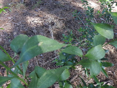 Ruscus