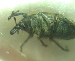 Larinus